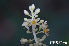 枇杷叶润楠 Machilus bonii