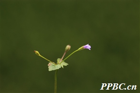 宽叶母草 Lindernia nummulariifolia