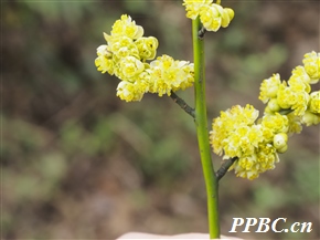 高山木姜子 Litsea chunii