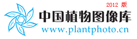 刺头菊 Cousinia affinis