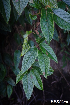 黄毛猕猴桃 Actinidia fulvicoma