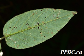 蒙自猕猴桃 Actinidia henryi